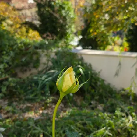 Nerina Apartman Stolac